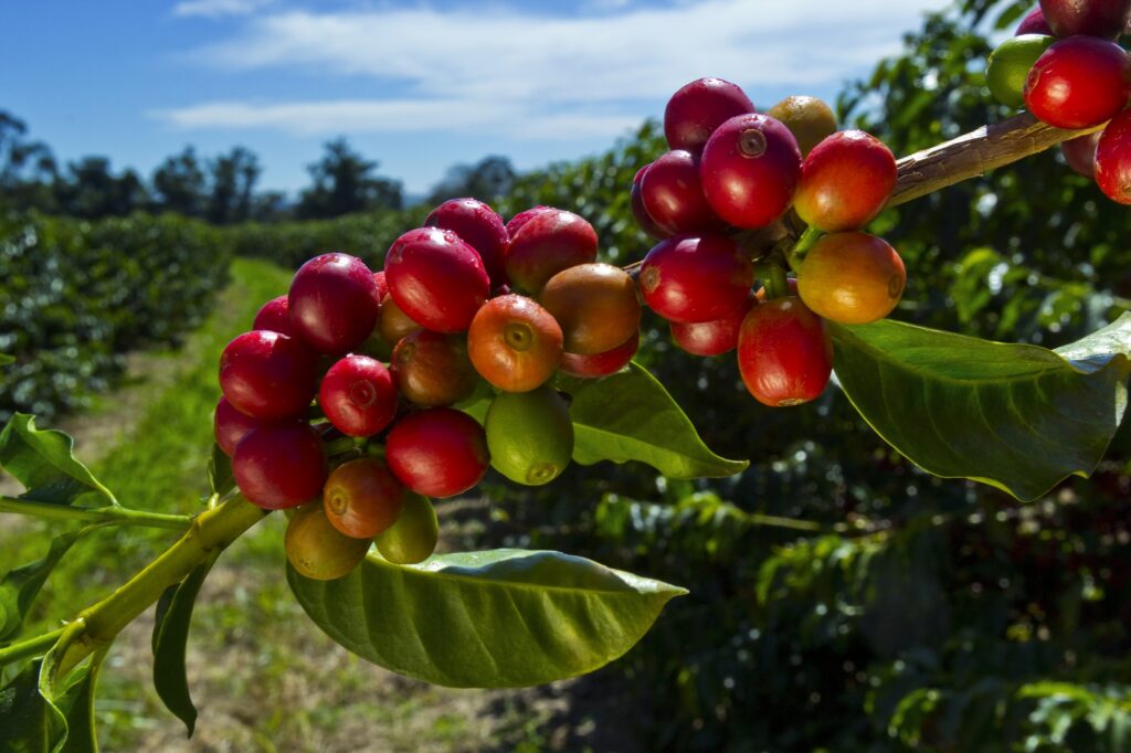 Mundo Novo coffee bean variety
