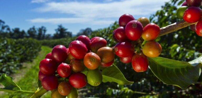 Mundo Novo coffee bean-2000-1333