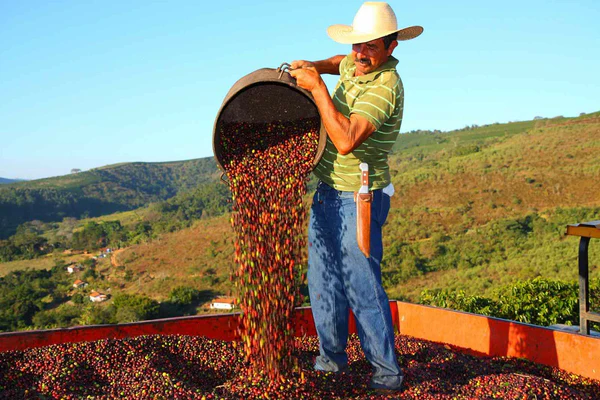 brazil-coffee-farmer_600x600
