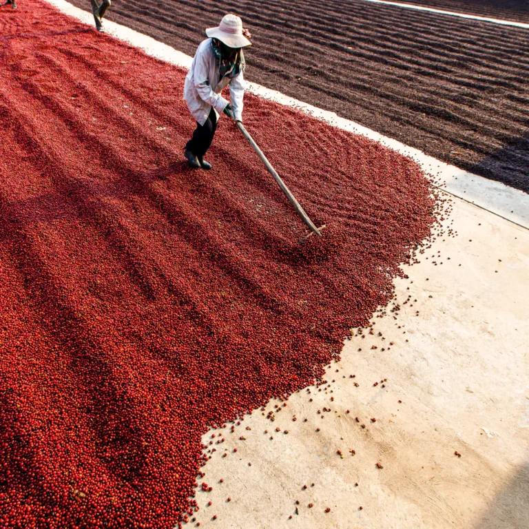 coffee-beans-processing_1024x