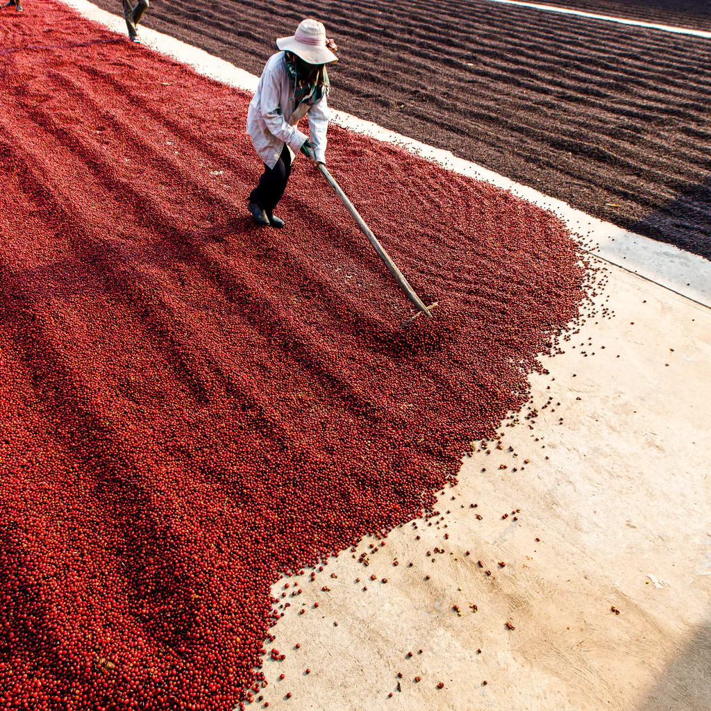 coffee-beans-processing_1024x